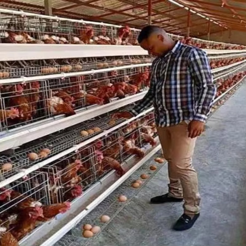 Farming Africa - Gaiolas para Galinhas Poedeiras de 10.000