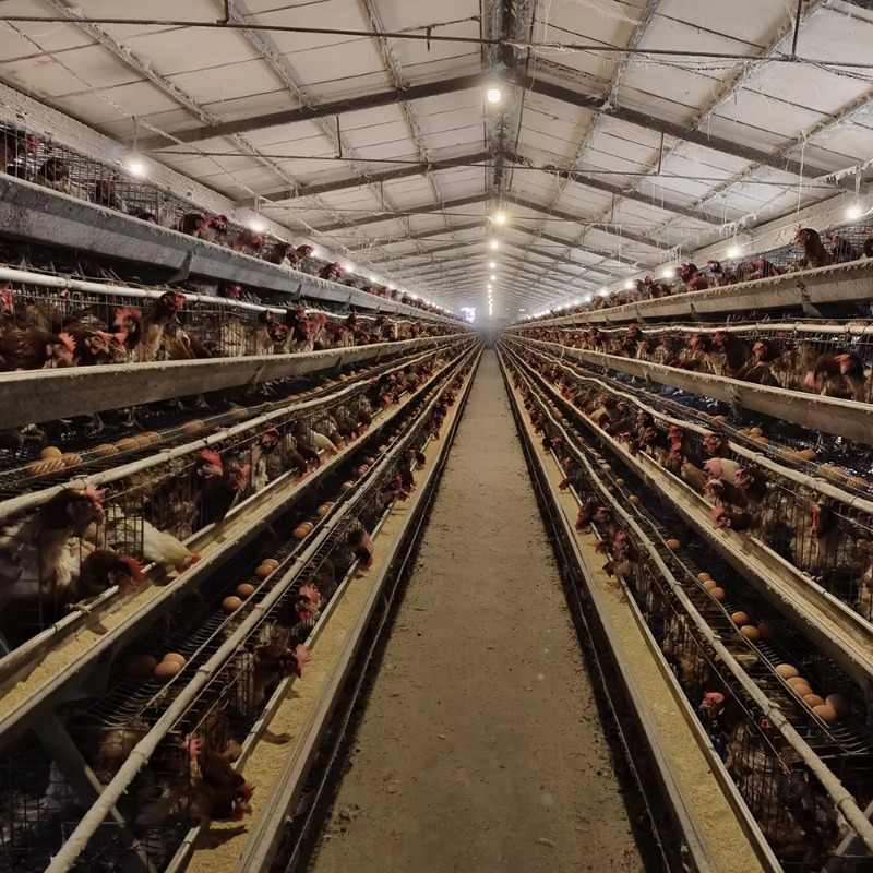 Gaiolas para Galinhas Poedeira - Farming Africa avaliação e preço
