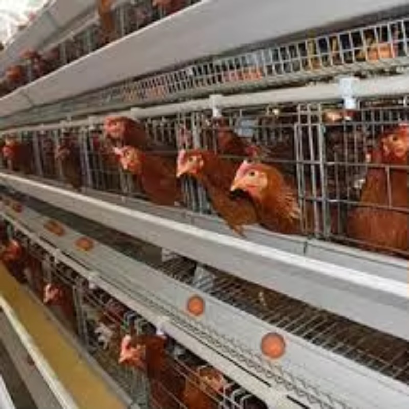  Gaiola de Bateria Tipo New A - Farming Africa avaliação e preço