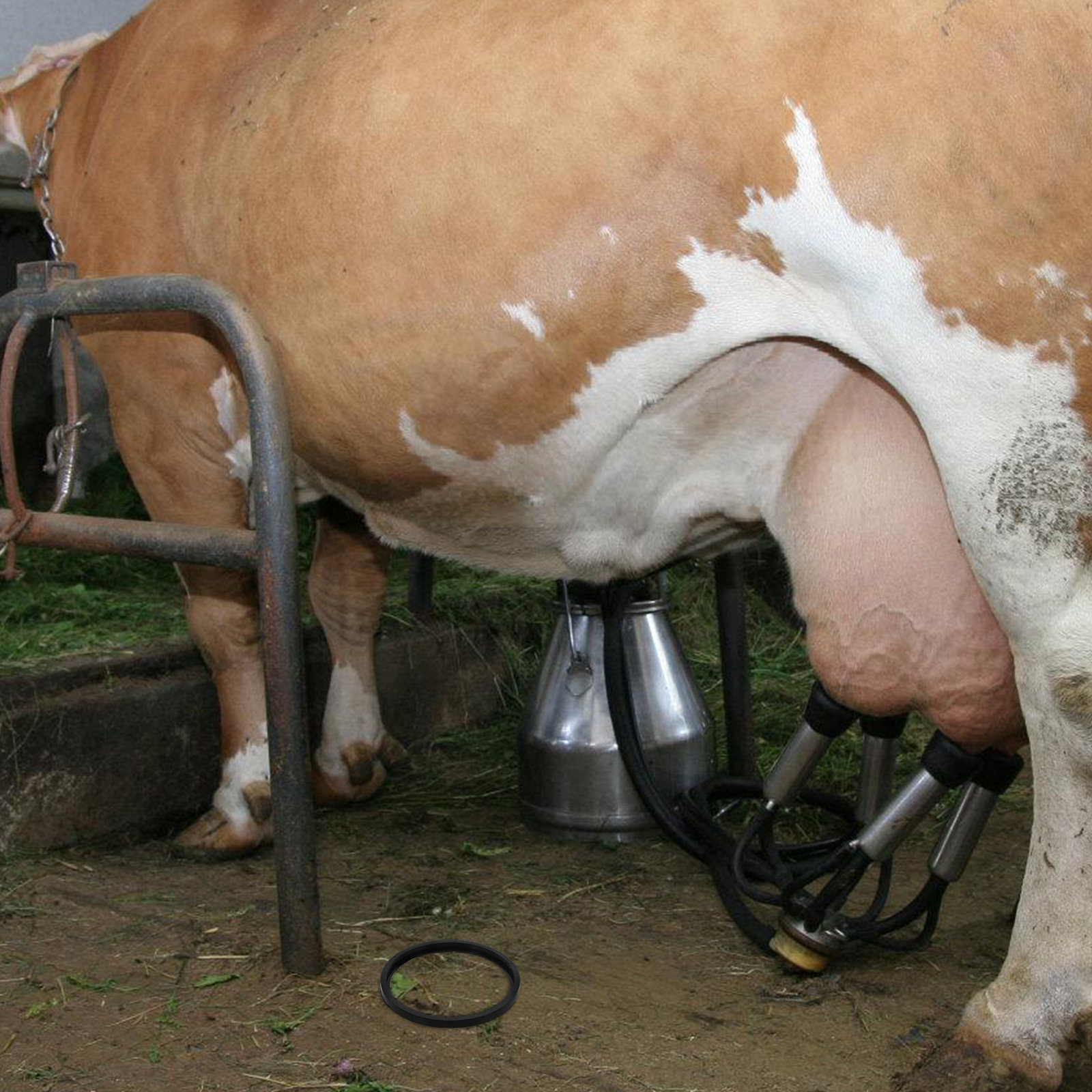 Acessório para Máquina de Orde - Milking Machine avaliação e preço