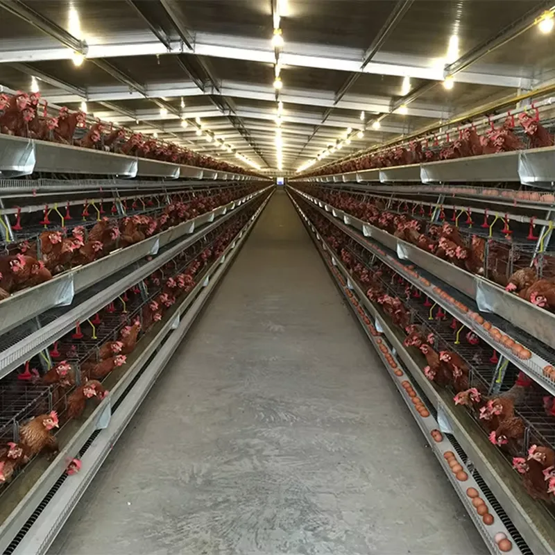 Gaiolas em Camadas Tipo H para - Farming Africa avaliação e preço